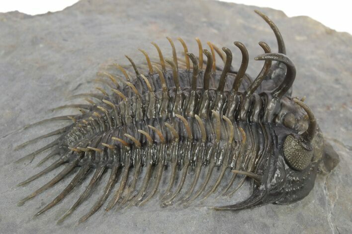 Spiny Comura Trilobite - Excellent Preparation #245937